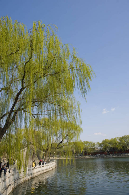 无人,摄影师,公园,竖图,彩色,室外,白天,旅游,湖泊,北海公园,北京,中国,亚洲,古老,壮观,古迹,历史,文化,文物,东方,树木,名胜,白云,风景,蓝天,阳光,晴天,雄伟,文明,摄像师,北海,幽静,bj174