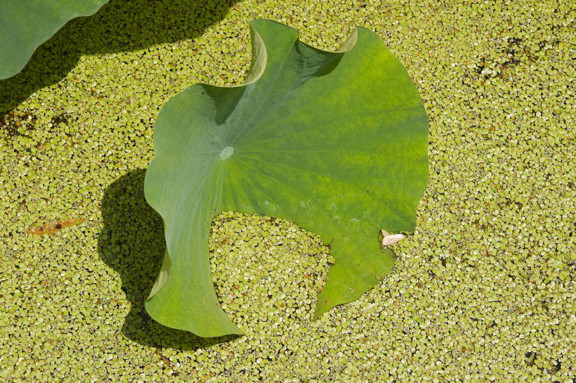 无人,摄影师,公园,横图,俯视,彩色,室外,白天,城市,北京,中国,亚洲,池塘,水池,翠绿,荷叶,东方,阳光,摄影,莲心,晴天,水生植物,摄像师,密密麻麻,荷花,高角度拍摄,旅行,莲花池公园,bj174