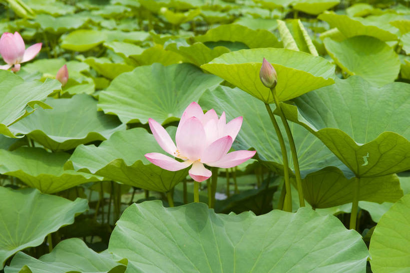 无人,摄影师,横图,彩色,室外,白天,盛开,池塘,水池,翠绿,荷叶,花苞,摄影,水生植物,摄像师,娇艳,娇嫩,荷花,淡雅,bj174