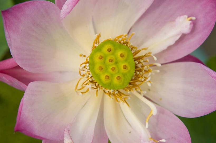 无人,摄影师,横图,彩色,室外,白天,盛开,池塘,水池,花心,粉红,美丽,嫩黄,花瓣,花蕊,摄影,水生植物,摄像师,娇艳,娇嫩,荷花,bj174