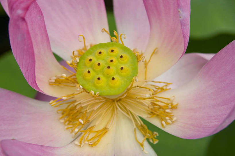 无人,摄影师,横图,彩色,室外,白天,盛开,池塘,水池,花心,粉红,美丽,嫩黄,花瓣,花蕊,摄影,水生植物,摄像师,娇艳,娇嫩,荷花,bj174