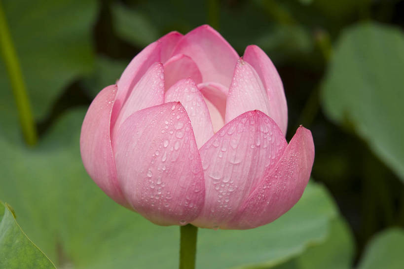 无人,摄影师,横图,彩色,室外,白天,含苞待放,池塘,水池,荷叶,粉红,美丽,花瓣,露珠,摄影,水生植物,摄像师,娇艳,娇嫩,荷花,bj174