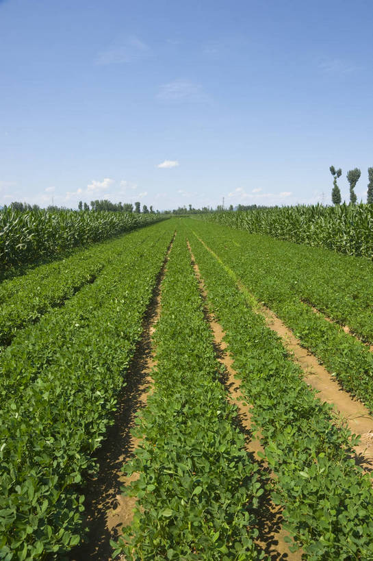 无人,摄影师,竖图,彩色,室外,白天,农作物,田地,白云,蓝天,阳光,摄影,茂盛,晴天,宁静,自然风光,无污染,摄像师,bj174