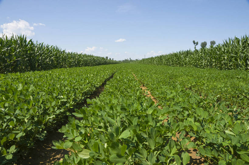 无人,摄影师,横图,彩色,室外,白天,仰视,农作物,田地,白云,蓝天,阳光,摄影,茂盛,晴天,宁静,自然风光,无污染,摄像师,bj174