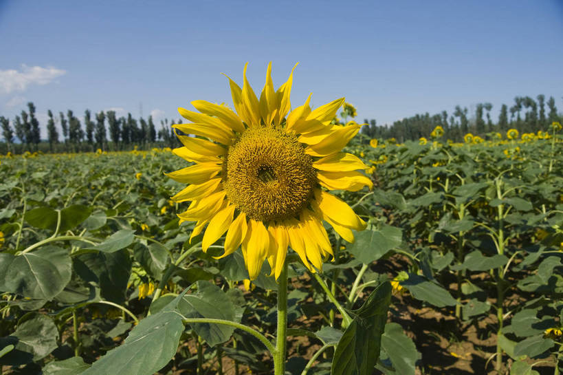 无人,摄影师,横图,彩色,室外,白天,向日葵,生气,盛开,绿色,蓝天,阳光,花田,太阳花,活力,摄影,朝气,金黄色,晴天,生机,希望,耀眼,繁茂,无污染,生机勃勃,摄像师,旺盛,bj174