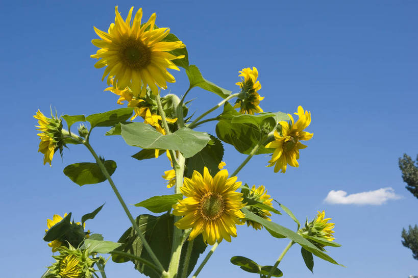 无人,摄影师,横图,彩色,室外,白天,仰视,向日葵,生气,盛开,花瓣,蓝天,阳光,花田,太阳花,活力,摄影,朝气,金黄色,晴天,生机,希望,耀眼,无污染,生机勃勃,摄像师,bj174