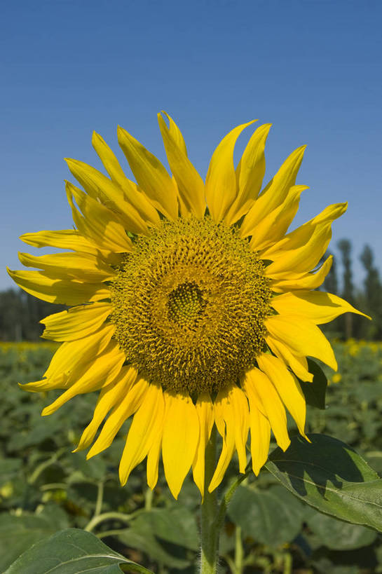 无人,摄影师,竖图,彩色,室外,白天,向日葵,生气,盛开,花瓣,蓝天,阳光,花田,太阳花,活力,摄影,朝气,金黄色,晴天,生机,希望,耀眼,无污染,生机勃勃,摄像师,bj174