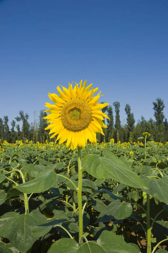 无人,摄影师,竖图,彩色,室外,白天,向日葵,生气,盛开,花瓣,绿色,蓝天,阳光,花田,太阳花,活力,摄影,朝气,金黄色,晴天,生机,希望,耀眼,繁茂,无污染,生机勃勃,摄像师,旺盛,bj174