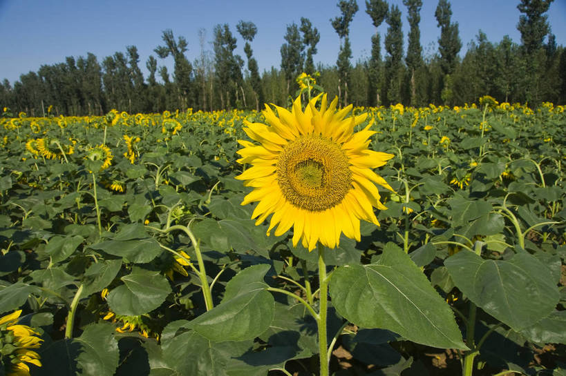 无人,摄影师,横图,彩色,室外,白天,向日葵,生气,盛开,花瓣,绿色,蓝天,阳光,花田,太阳花,活力,摄影,朝气,金黄色,晴天,生机,希望,耀眼,繁茂,无污染,生机勃勃,摄像师,旺盛,bj174