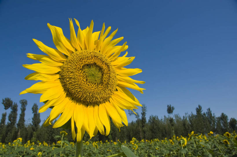 无人,摄影师,横图,彩色,室外,白天,向日葵,生气,盛开,花瓣,蓝天,阳光,花田,太阳花,活力,摄影,朝气,金黄色,晴天,生机,希望,耀眼,无污染,生机勃勃,摄像师,bj174