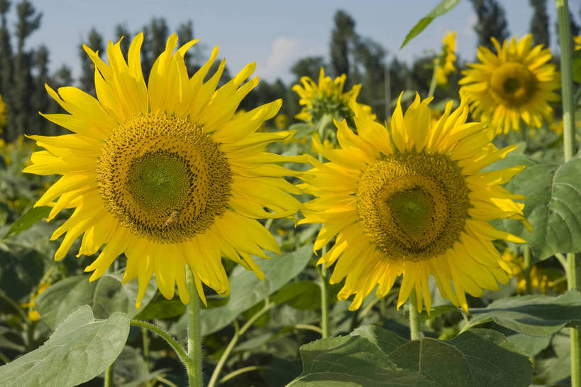 无人,摄影师,横图,彩色,室外,白天,向日葵,生气,盛开,花瓣,蓝天,阳光,花田,太阳花,活力,摄影,朝气,茂盛,金黄色,晴天,生机,希望,耀眼,繁茂,无污染,生机勃勃,摄像师,bj174
