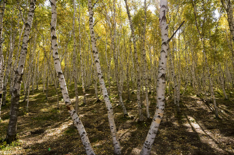 无人,摄影师,横图,彩色,室外,白天,旅游,草原,美景,树林,坝上,中国,亚洲,景观,山川,辽阔,名胜,风景,阳光,自然,景色,茂密,晴天,自然风光,东亚,摄像师,白桦林,塞罕坝,中华人民共和国,华北地区,河北,河北省,冀,承德,承德市,幽静,秀美,自然景观,丰宁县,大滩镇,坝上草原,丰宁满族自治县,京北第一草原,丰宁,bj174
