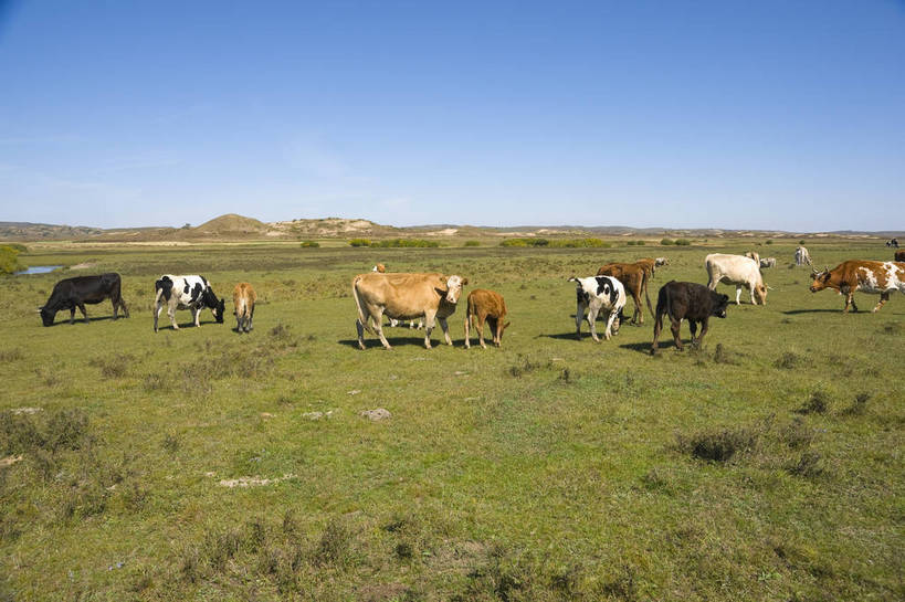 无人,摄影师,横图,彩色,室外,白天,旅游,草原,美景,坝上,中国,亚洲,放牧,景观,山坡,辽阔,牛群,名胜,风景,阳光,自然,景色,晴天,自然风光,东亚,摄像师,塞罕坝,中华人民共和国,华北地区,河北,河北省,冀,承德,承德市,幽静,秀美,自然景观,丰宁县,大滩镇,坝上草原,丰宁满族自治县,京北第一草原,丰宁,bj174