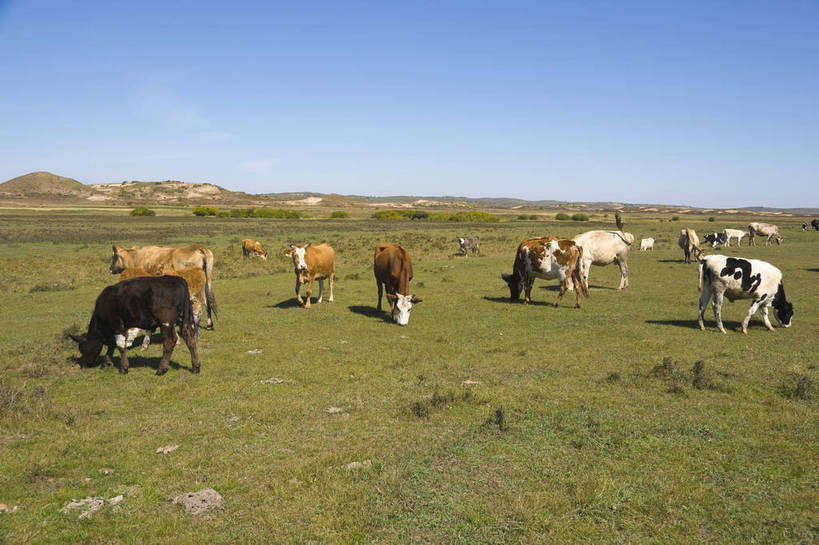 无人,摄影师,横图,彩色,室外,白天,旅游,草原,美景,坝上,中国,亚洲,放牧,景观,山坡,辽阔,牛群,名胜,风景,阳光,自然,景色,晴天,自然风光,东亚,摄像师,塞罕坝,中华人民共和国,华北地区,河北,河北省,冀,承德,承德市,幽静,秀美,自然景观,丰宁县,大滩镇,坝上草原,丰宁满族自治县,京北第一草原,丰宁,bj174