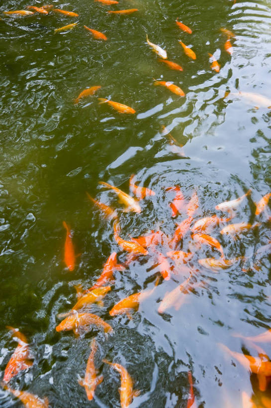 无人,摄影师,竖图,彩色,室外,白天,旅游,上海,中国,亚洲,观赏,金鱼,池塘,历史,文化,名胜,风景,阳光,城隍庙,豫园,晴天,园林,文明,古朴,摄像师,幽静,bj174