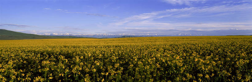 无人,横图,彩色,室外,白天,旅游,度假,草原,美景,名胜古迹,田园,标志建筑,地标,建筑,中国,亚洲,遗迹,图片,田野,古迹,文物,娱乐,建设,古建筑,花,白云,风景,蓝天,天空,自然,平原,享受,休闲,远景,旅游胜地,放松,蒙,摄影,地理,风光,宁静,空旷,自然风光,古文明,东亚,内蒙古,新疆,伊犁,中华人民共和国,华北地区,内蒙古自治区,赤峰,赤峰市,新疆维吾尔自治区,西北地区,伊犁哈萨克自治州,黄花,新,克旗,克什克腾旗,昭苏,昭苏草原,昭苏县,红山军马场,bj174