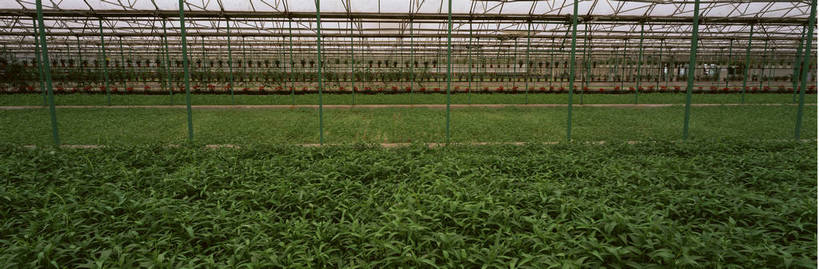 农田,横图,彩色,室外,特写,白天,农业,庄稼,农作物,技术,田园,植物,北京,中国,亚洲,种植,科学,图片,摄影,大棚,近景,东亚,耕地,庄稼田,无土培育,无土栽培,无土栽培技术,bj174