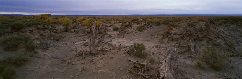 无人,横图,彩色,室外,白天,旅游,度假,美景,名胜古迹,沙漠,树林,标志建筑,地标,建筑,中国,亚洲,遗迹,图片,古迹,文物,娱乐,建设,古建筑,树,风景,蓝天,天空,自然,享受,休闲,旅游胜地,放松,蒙,摄影,地理,风光,宁静,杨树,自然风光,古文明,东亚,内蒙古,新疆,胡杨,轮台,轮台县,中华人民共和国,华北地区,内蒙古自治区,阿拉善,阿拉善盟,新疆维吾尔自治区,西北地区,巴音郭楞,巴音郭楞蒙古自治州,苍凉,秋天,新,额济纳,额济纳旗,额济纳胡杨林,轮台胡杨林,bj174