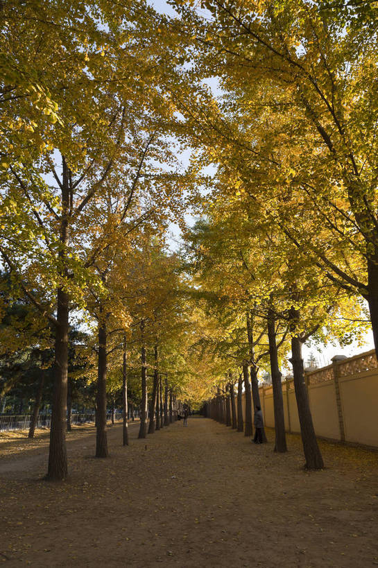 竖图,彩色,室外,白天,旅游,度假,美景,名胜古迹,树林,标志建筑,道路,地标,建筑,路,银杏树,北京,中国,游人,遗迹,图片,景观,小路,黄叶,落叶,交通,古迹,文物,娱乐,建设,古建筑,天空,自然,享受,休闲,旅游胜地,安静,放松,竖,摄影,乡间小路,风光,笔直,中国文化,自然风光,古文明,秋天,旅行,钓鱼台,bj174