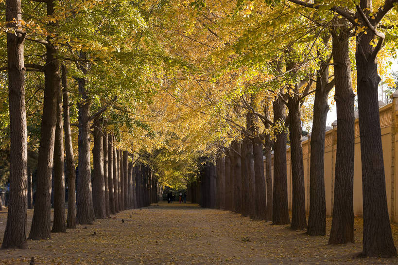 横图,彩色,室外,白天,旅游,度假,美景,名胜古迹,树林,标志建筑,道路,地标,建筑,路,银杏树,北京,中国,游人,遗迹,图片,景观,小路,黄叶,落叶,交通,古迹,文物,娱乐,建设,古建筑,天空,自然,享受,休闲,旅游胜地,安静,放松,摄影,乡间小路,风光,笔直,中国文化,自然风光,古文明,秋天,旅行,钓鱼台,bj174