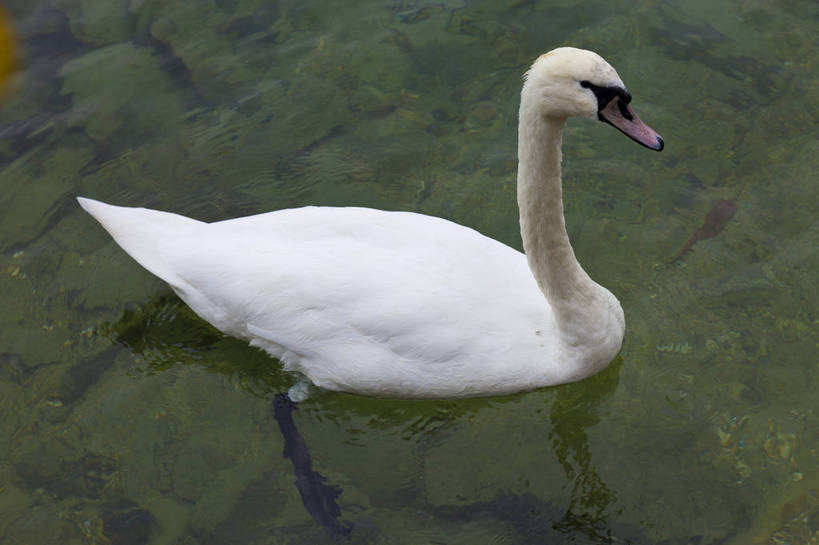 横图,彩色,室外,白天,旅游,湖,天鹅,瑞士,图片,卢塞恩湖,自然,旅游胜地,摄影,风光,高贵,白天鹅,旅行,bj174