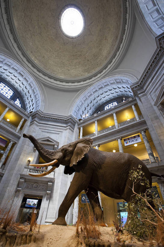 无人,博物馆,竖图,彩色,室内,特写,白天,旅游,建筑,大象,雕塑,华盛顿,美国,科学,标本,雕像,图片,辉煌,历史,现代建筑,动物,旅游胜地,摄影,展览,科普,文明,细节,发展,繁荣,旅行,国家自然历史博物馆,bj174