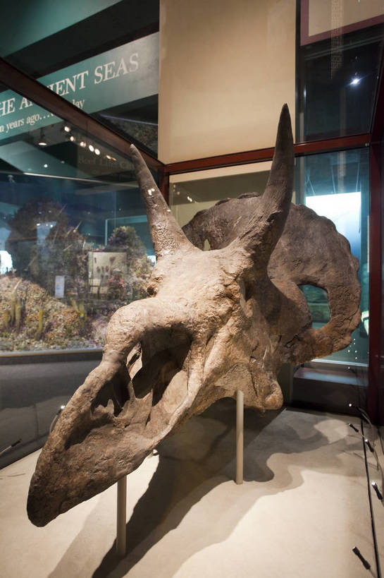 无人,博物馆,竖图,彩色,室内,特写,白天,旅游,建筑,雕塑,华盛顿,美国,科学,化石,标本,雕像,图片,辉煌,历史,现代建筑,动物,旅游胜地,摄影,展览,科普,文明,细节,发展,繁荣,旅行,国家自然历史博物馆,bj174