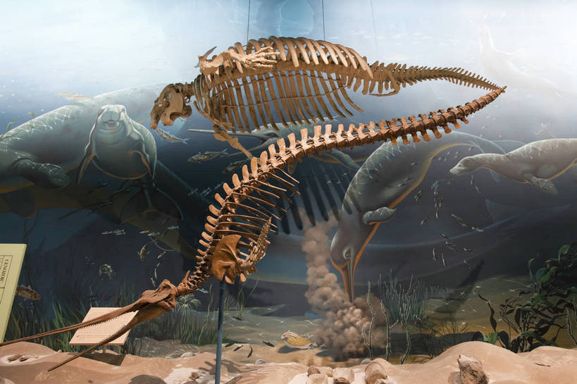 骨骼,无人,博物馆,横图,彩色,室内,特写,白天,旅游,建筑,雕塑,华盛顿,美国,科学,化石,标本,雕像,图片,辉煌,历史,现代建筑,动物,旅游胜地,摄影,恐龙,展览,尸体,科普,文明,细节,发展,繁荣,尸身,遗体,旅行,尸首,国家自然历史博物馆,bj174