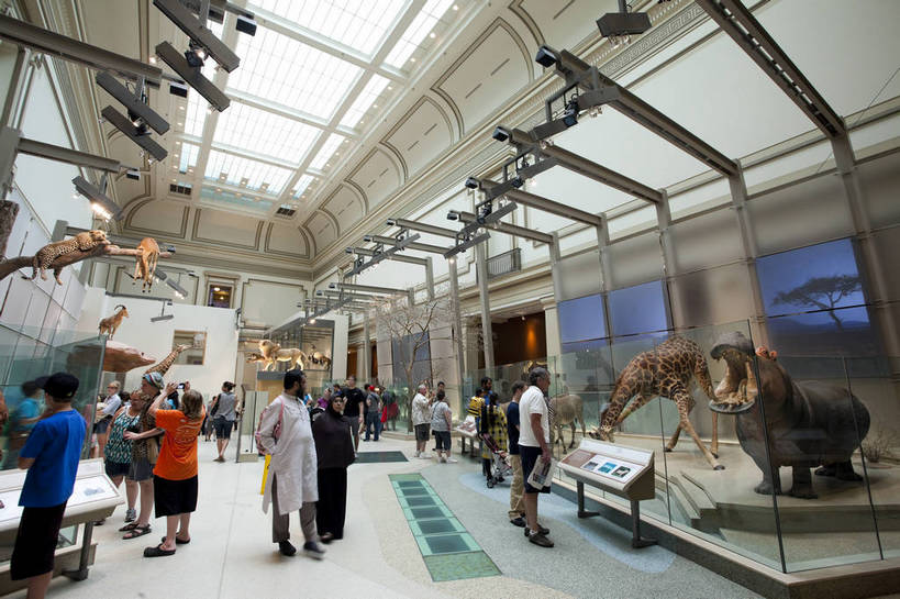 博物馆,横图,彩色,室内,特写,白天,旅游,建筑,长颈鹿,鹿,雕塑,华盛顿,美国,游客,科学,标本,雕像,图片,辉煌,历史,现代建筑,动物,旅游胜地,摄影,展览,科普,文明,细节,发展,繁荣,犀牛,旅行,国家自然历史博物馆,bj174