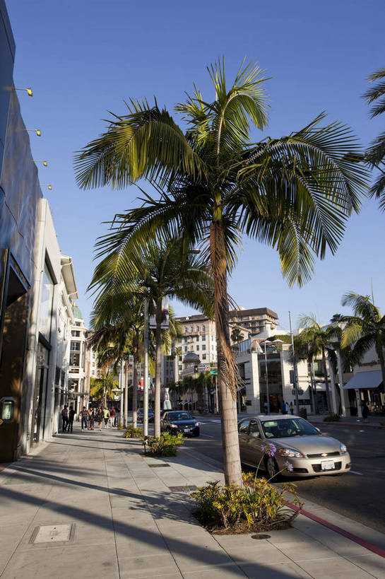 商店,竖图,彩色,室外,白天,旅游,美景,城市风光,城市,道路,建筑,街道,路,公路,美国,游客,图片,景观,交通,辉煌,现代建筑,商业街,旅游胜地,景色,摄影,风光,北美,北美洲,文明,加利福尼亚,美洲,发展,加州,洛杉矶,加利福尼亚州,金州,黄金州,北亚美利加洲,亚美利加洲,繁荣,贝弗利山,比华利山,天使之城,马路,旅行,美利坚合众国,bj174