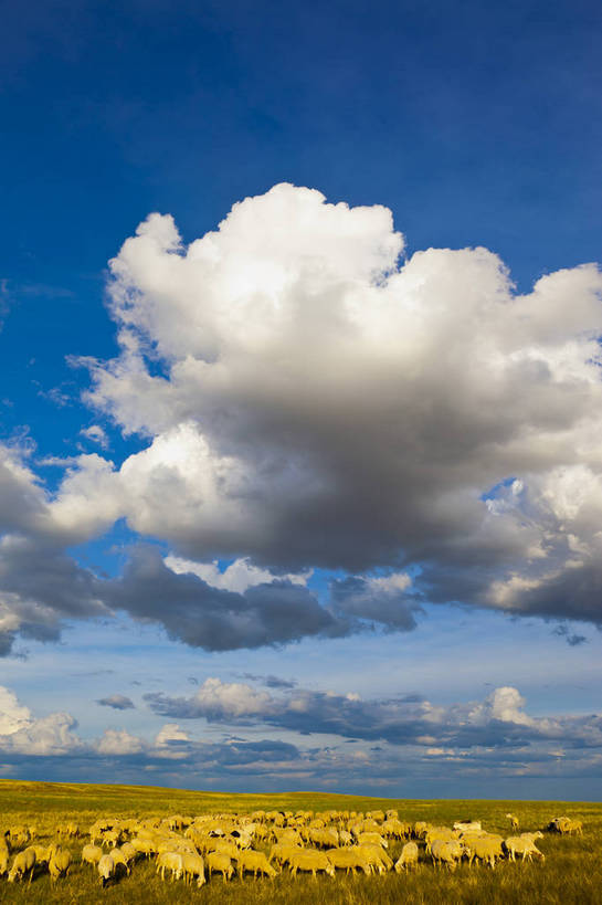 无人,竖图,彩色,室外,白天,旅游,度假,畜牧业,草地,草原,名胜古迹,田园,标志建筑,地标,建筑,羊,中国,亚洲,放牧,遗迹,图片,田野,羊群,古迹,文物,娱乐,建设,古建筑,白云,蓝天,自然,平原,享受,休闲,旅游胜地,放松,蒙,摄影,风光,古文明,东亚,内蒙古,包头,畜牧,中华人民共和国,华北地区,牧业,内蒙古自治区,包头市,旅行,达尔罕茂明安联合旗,达茂旗,希拉穆仁草原,bj174