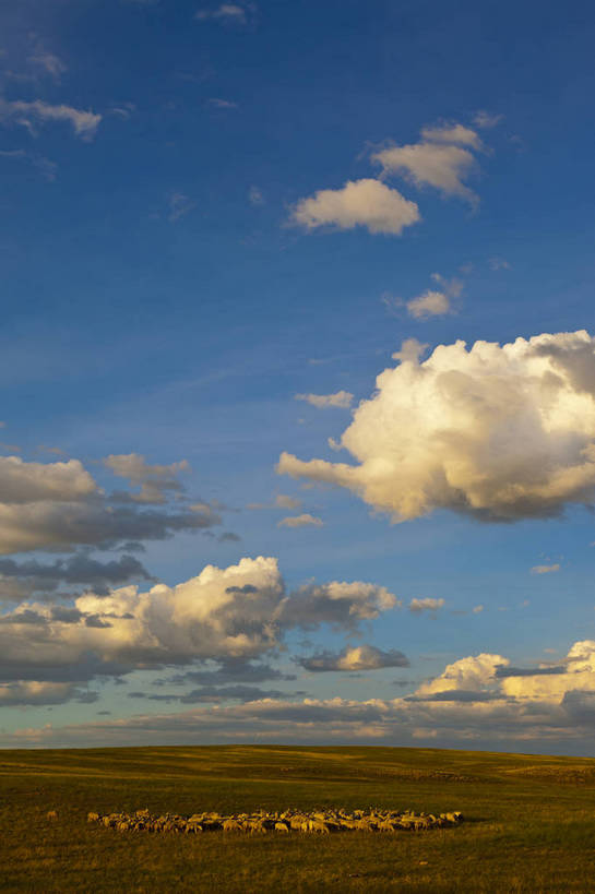 无人,竖图,彩色,室外,白天,旅游,度假,畜牧业,草地,草原,名胜古迹,田园,标志建筑,地标,建筑,羊,中国,亚洲,放牧,遗迹,图片,田野,羊群,古迹,文物,娱乐,建设,古建筑,白云,蓝天,自然,平原,享受,休闲,旅游胜地,放松,蒙,摄影,风光,古文明,东亚,内蒙古,包头,畜牧,中华人民共和国,华北地区,牧业,内蒙古自治区,包头市,旅行,达尔罕茂明安联合旗,达茂旗,希拉穆仁草原,bj174