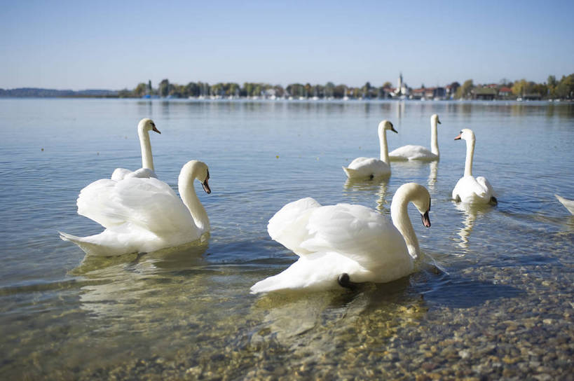 无人,横图,彩色,室外,白天,旅游,度假,湖,美景,名胜古迹,森林,别墅,标志建筑,地标,建筑,德国,遗迹,图片,湖畔,建筑群,古迹,文物,娱乐,建设,古建筑,慕尼黑,树,自然,动物,湖水,享受,休闲,旅游胜地,放松,摄影,风光,宁静,高贵,古文明,基姆湖,旅行,居住区,bj174