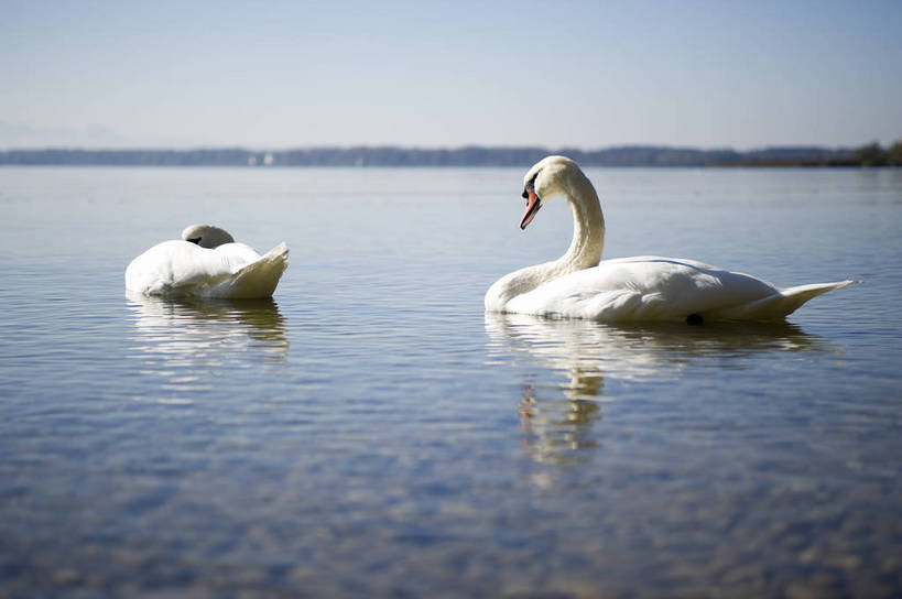 无人,横图,彩色,室外,特写,白天,旅游,度假,湖,美景,名胜古迹,标志建筑,地标,建筑,德国,遗迹,图片,古迹,文物,娱乐,建设,古建筑,慕尼黑,自然,动物,湖水,享受,休闲,旅游胜地,放松,摄影,风光,宁静,高贵,古文明,基姆湖,旅行,bj174