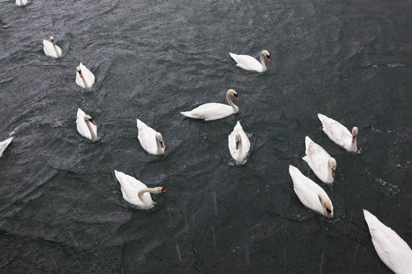 横图,彩色,室外,白天,旅游,湖,美景,天鹅,瑞士,图片,卢塞恩湖,天空,自然,动物,旅游胜地,摄影,风光,高贵,白天鹅,旅行,bj174