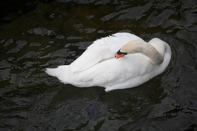 横图,彩色,室外,白天,旅游,湖,美景,天鹅,瑞士,图片,卢塞恩湖,天空,自然,动物,旅游胜地,摄影,风光,高贵,白天鹅,旅行,bj174