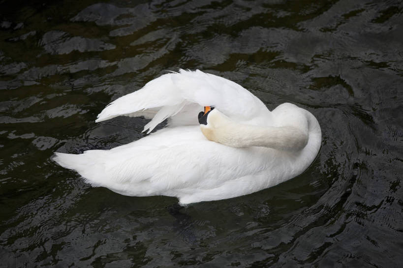 横图,彩色,室外,白天,旅游,湖,美景,天鹅,瑞士,图片,卢塞恩湖,天空,自然,动物,旅游胜地,摄影,风光,高贵,白天鹅,旅行,bj174
