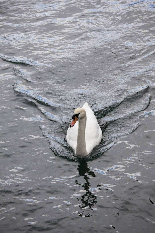 竖图,彩色,室外,白天,旅游,湖,美景,天鹅,瑞士,图片,卢塞恩湖,天空,自然,动物,旅游胜地,竖,摄影,风光,高贵,白天鹅,旅行,bj174