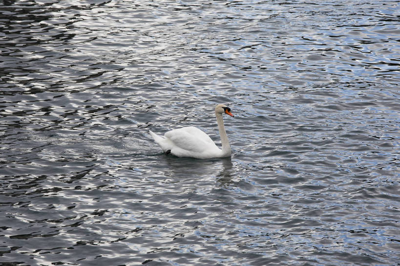 横图,彩色,室外,白天,旅游,湖,美景,天鹅,瑞士,图片,卢塞恩湖,天空,自然,动物,旅游胜地,摄影,风光,高贵,白天鹅,旅行,bj174
