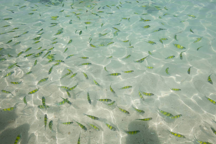 无人,横图,彩色,室外,特写,白天,旅游,度假,美景,名胜古迹,标志建筑,地标,建筑,热带鱼,泰国,亚洲,清澈,遗迹,鱼,鱼群,图片,古迹,文物,娱乐,建设,古建筑,普吉岛,水纹,自然,海水,享受,休闲,旅游胜地,放松,摄影,东南亚,古文明,泰王国,皮皮岛,观赏鱼,普吉,披披岛,甲米府,海,旅行,大皮皮岛,竹子岛,bj174