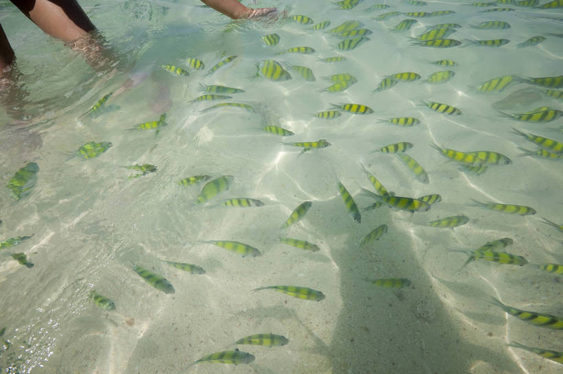 横图,彩色,室外,特写,白天,旅游,度假,美景,名胜古迹,标志建筑,地标,建筑,热带鱼,泰国,亚洲,游客,清澈,遗迹,鱼,鱼群,图片,古迹,文物,娱乐,建设,古建筑,普吉岛,水纹,自然,海水,享受,休闲,旅游胜地,放松,摄影,东南亚,古文明,泰王国,皮皮岛,观赏鱼,普吉,披披岛,甲米府,海,旅行,大皮皮岛,竹子岛,bj174