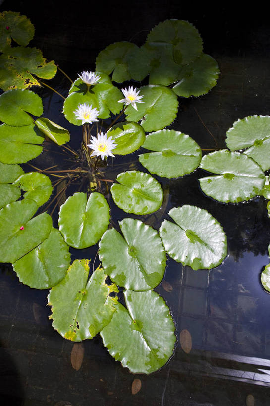 无人,宾馆,竖图,彩色,室外,特写,白天,旅游,度假,美景,名胜古迹,标志建筑,地标,建筑,酒店,莲花,泰国,亚洲,遗迹,图片,古迹,文物,娱乐,建设,古建筑,普吉岛,花,花瓣,花卉,自然,花蕊,享受,休闲,旅游胜地,放松,摄影,东南亚,酒家,旅社,古文明,泰王国,莲叶,普吉,旅行,客店,客栈,旅店,旅馆,商旅,巴通海滩,bj174