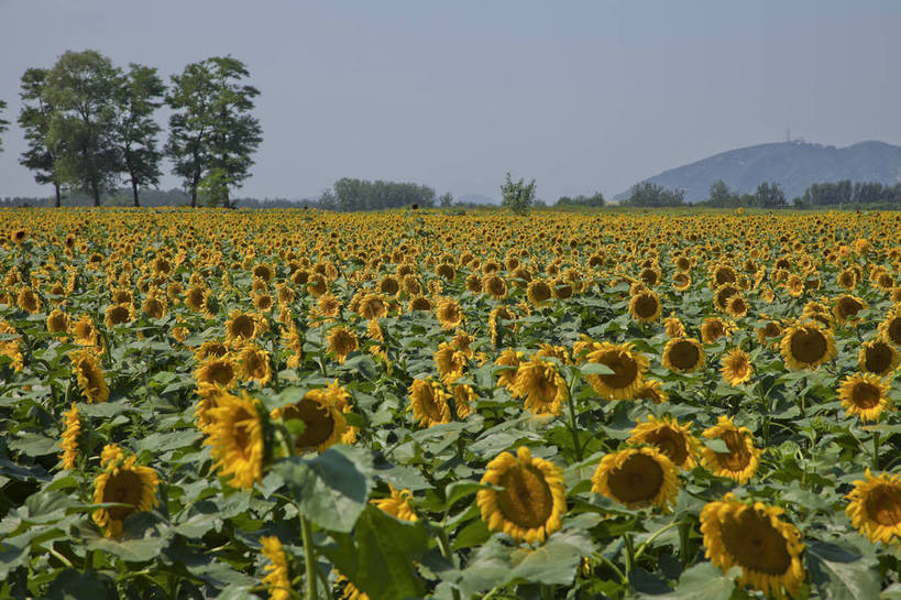 花园,横图,彩色,室外,白天,旅游,美景,田园,向日葵,北京,中国,图片,自然,旅游胜地,摄影,清新,旅行,房山,bj174