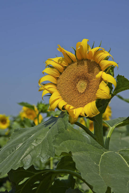 花园,竖图,彩色,室外,特写,白天,旅游,美景,田园,向日葵,北京,中国,图片,自然,旅游胜地,摄影,清新,旅行,房山,bj174