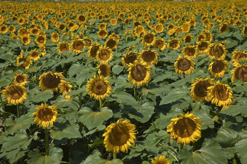 花园,横图,彩色,室外,白天,旅游,美景,田园,向日葵,北京,中国,图片,自然,旅游胜地,摄影,清新,旅行,房山,bj174