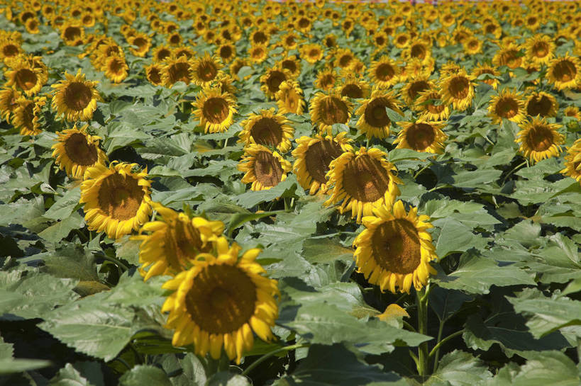 花园,横图,彩色,室外,白天,旅游,美景,田园,向日葵,北京,中国,图片,自然,旅游胜地,摄影,清新,旅行,房山,bj174