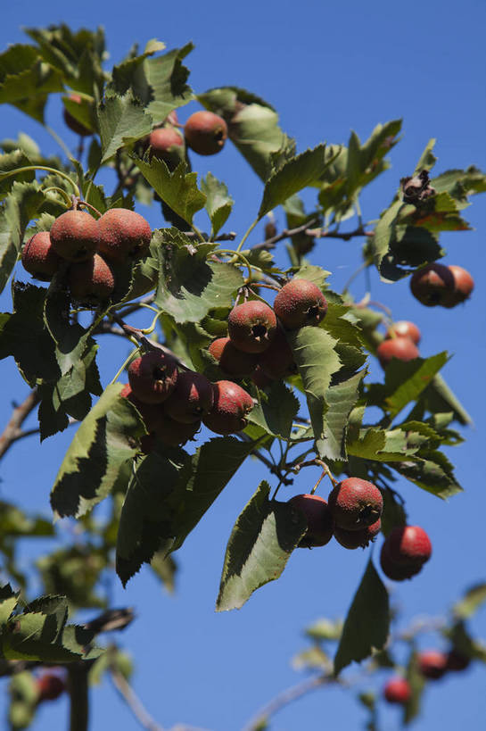 公园,竖图,彩色,室外,特写,白天,旅游,美景,北京,中国,亚洲,图片,果实,首都,树叶,自然,山楂,旅游胜地,山楂树,摄影,清新,东亚,森林公园,中华人民共和国,北京市,京,北平,华北地区,通州区,旅行,通州,大运河通州森林公园,bj174