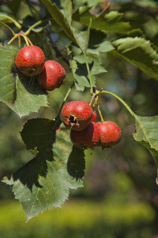 公园,竖图,彩色,室外,特写,白天,旅游,美景,北京,中国,亚洲,图片,果实,首都,树叶,自然,山楂,旅游胜地,山楂树,摄影,清新,东亚,森林公园,中华人民共和国,北京市,京,北平,华北地区,通州区,旅行,通州,大运河通州森林公园,bj174
