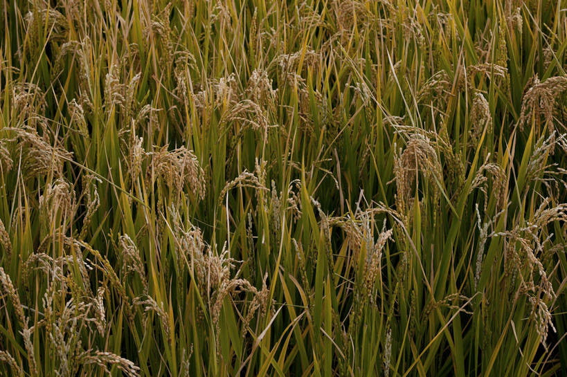 横图,彩色,室外,特写,白天,旅游,农作物,美景,北京,中国,亚洲,图片,麦穗,首都,粮食,自然,旅游胜地,摄影,清新,东亚,海淀区,中华人民共和国,北京市,京,北平,华北地区,旅行,郊野公园,北坞公园,四季青镇,bj174