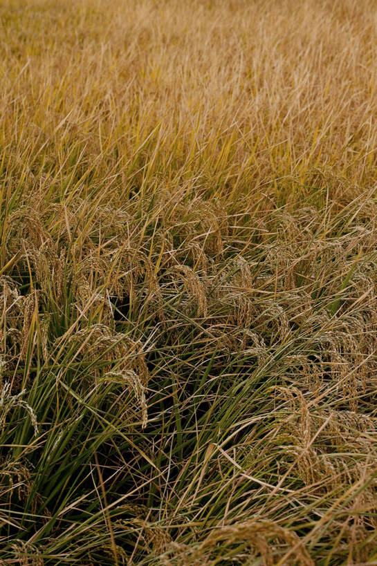 竖图,彩色,室外,特写,白天,旅游,农作物,美景,北京,中国,亚洲,图片,麦穗,首都,粮食,自然,旅游胜地,摄影,清新,东亚,海淀区,中华人民共和国,北京市,京,北平,华北地区,旅行,郊野公园,北坞公园,四季青镇,bj174